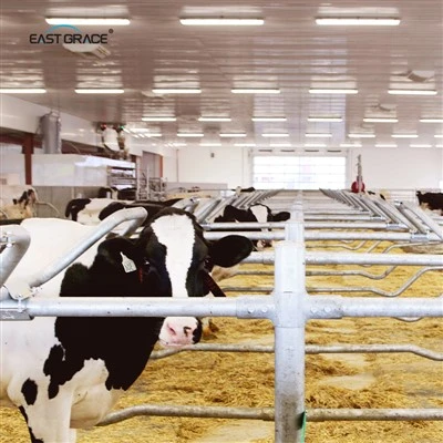 LED Koe Pluimveelicht